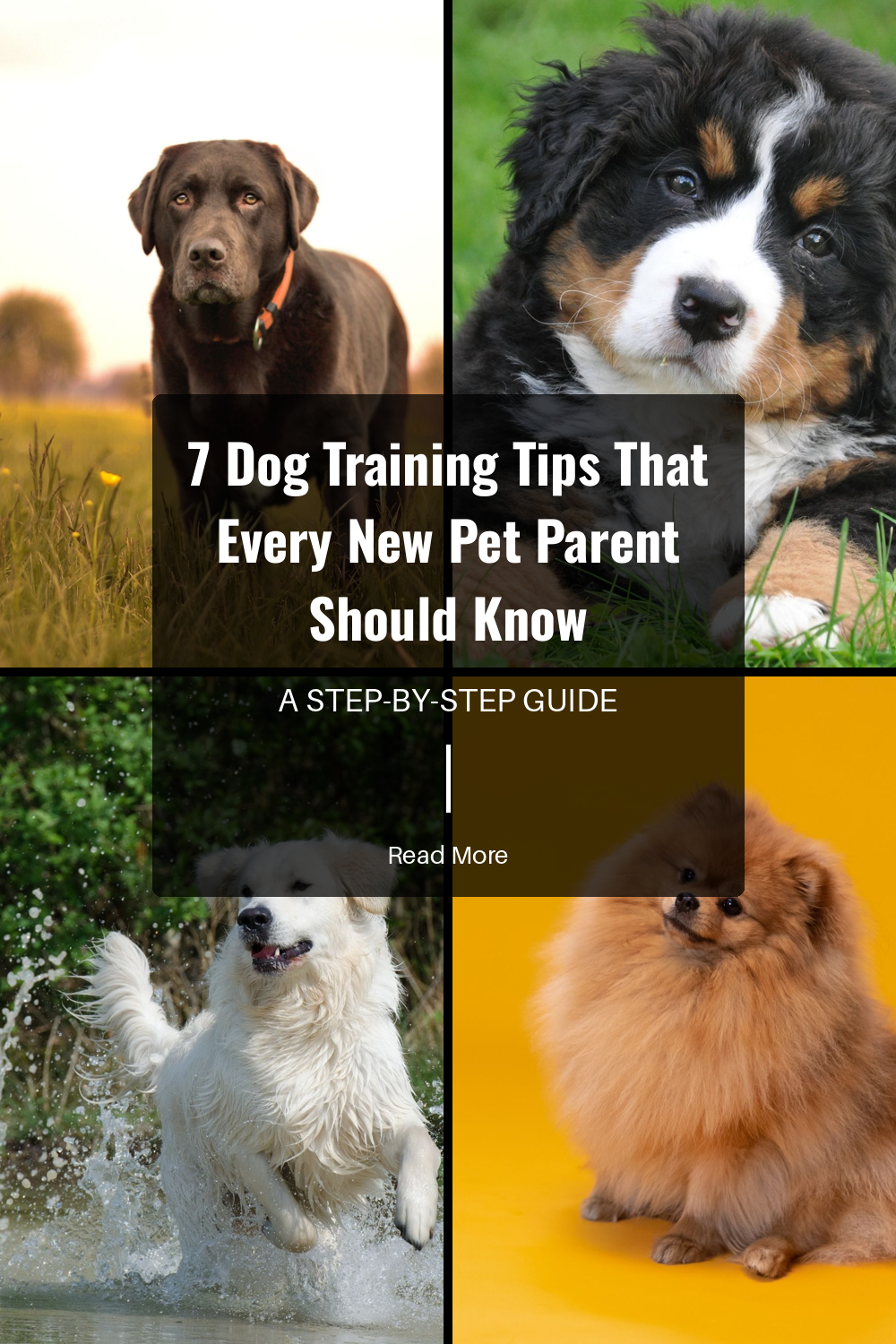 Dogs thrive on routine. Feed, walk, and train your dog at the same times each day. Consistency helps your dog understand what to expect.