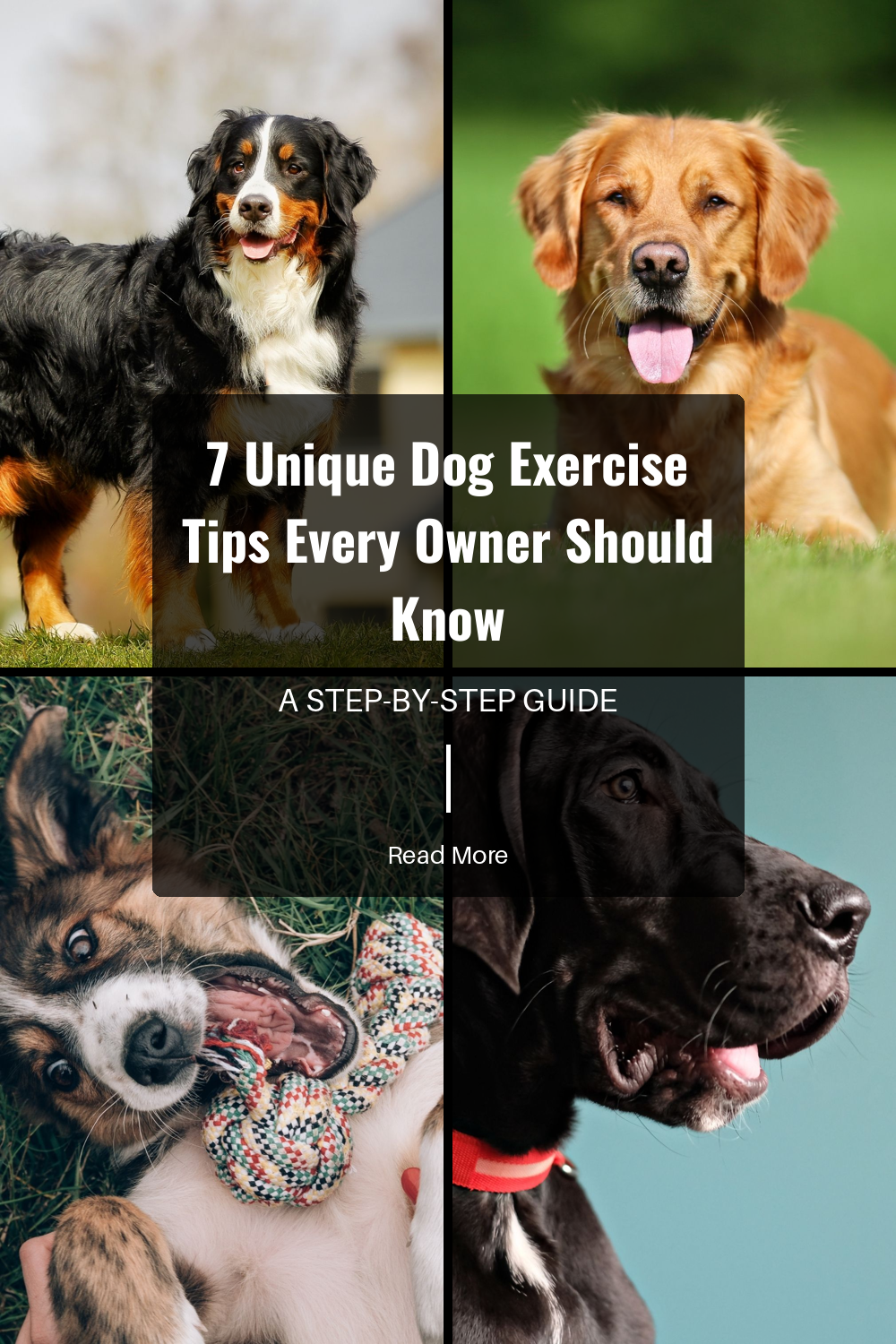 7 Unique Dog Exercise Tips Every Owner Should Know | The Paw Department