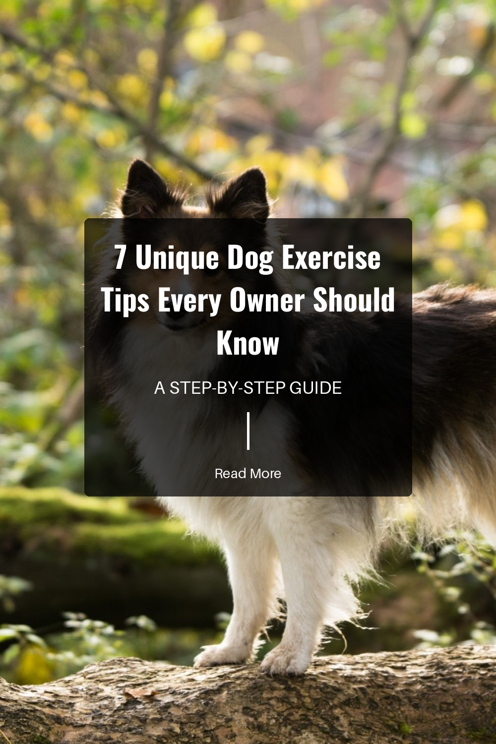 Swimming is a low-impact exercise perfect for all dogs, especially those with joint issues. It provides a full-body workout and is particularly good for cooling down on hot days.