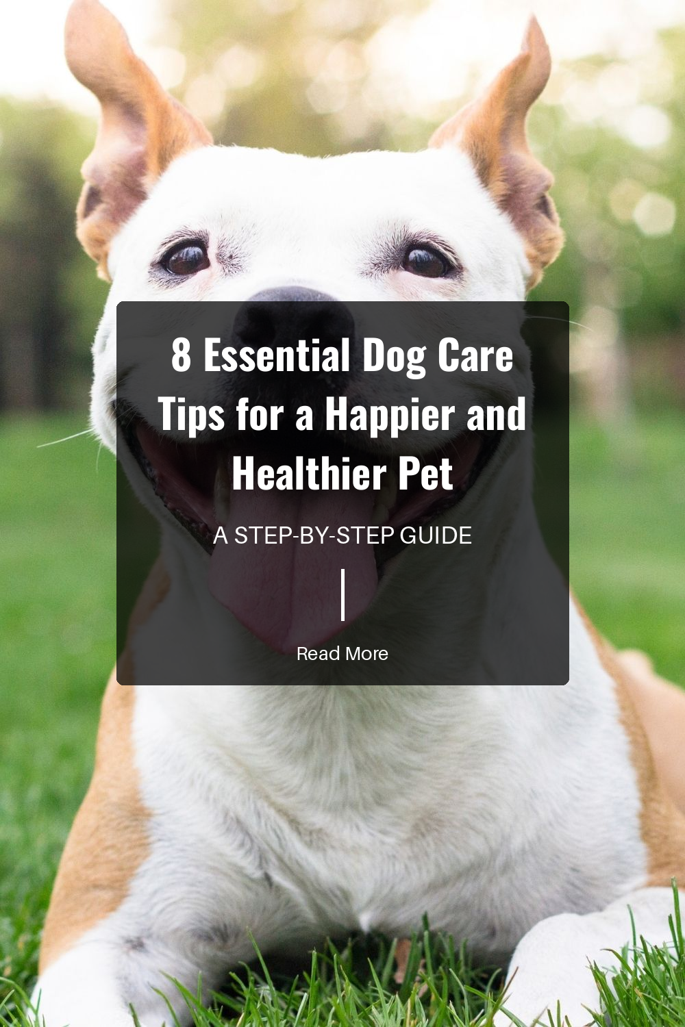 Ensure your dog receives balanced meals suited to their breed, age, and health. High-quality dog food provides essential nutrients. Consult with your vet to choose the best diet.