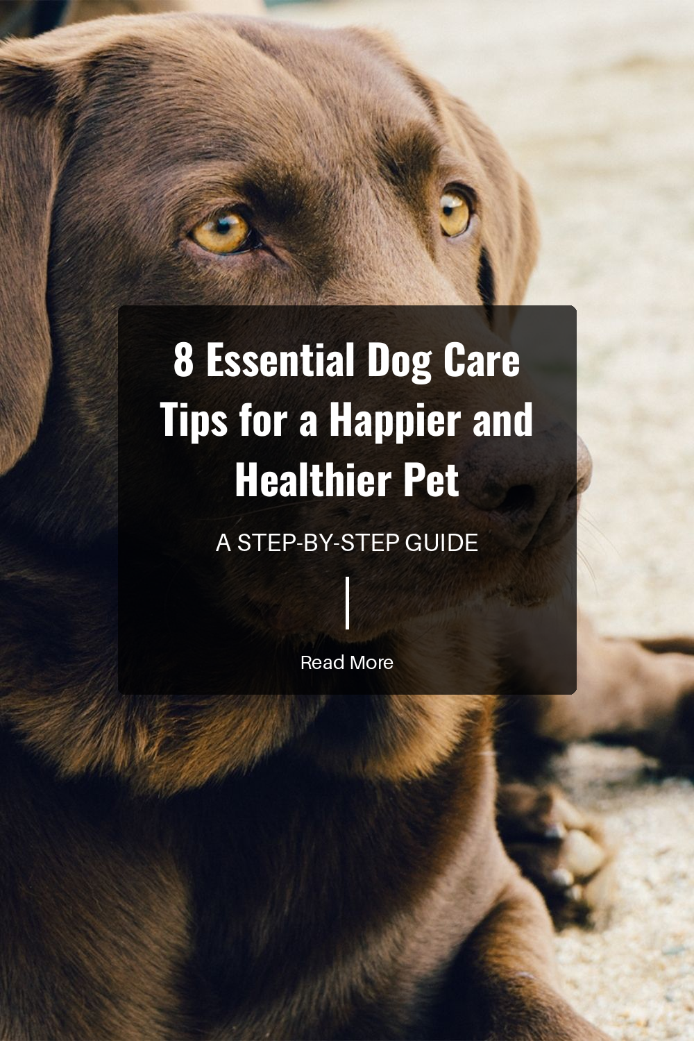 Establish a daily routine for feeding, exercise, and sleep. Consistency provides security and reduces stress. A predictable schedule helps your dog understand what to expect.