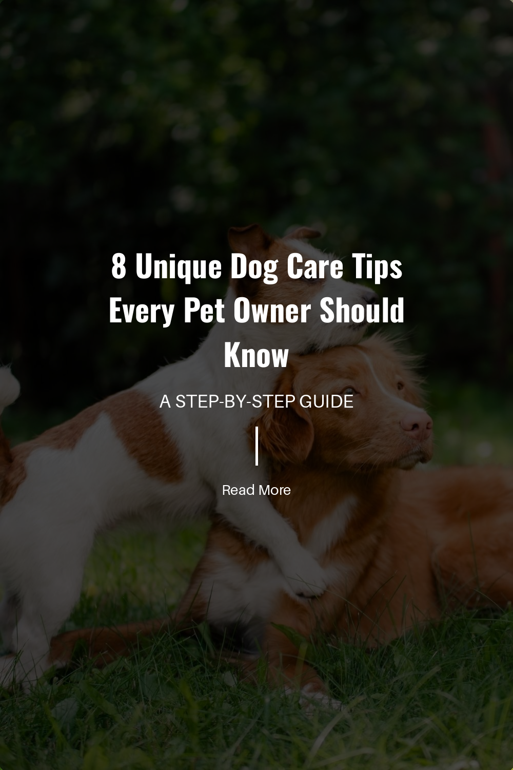 Explore beyond basic dog food. Understand the role of vitamins, minerals, and specialized diets in improving your dogs overall health.