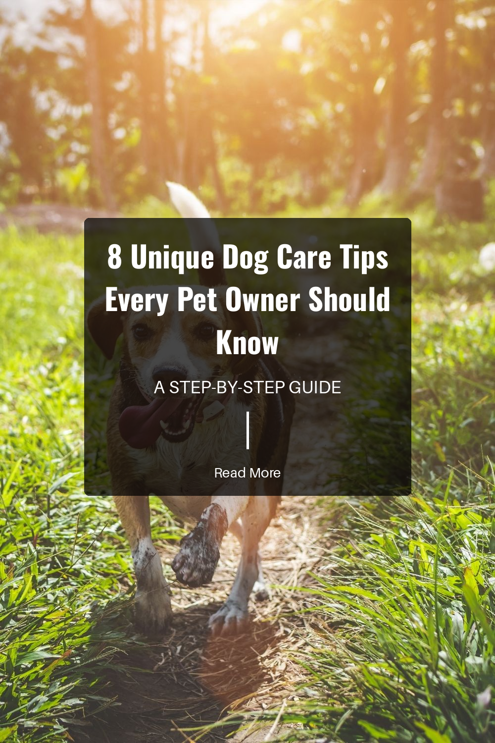 8 Unique Dog Care Tips Every Pet Owner Should Know | The Paw Department