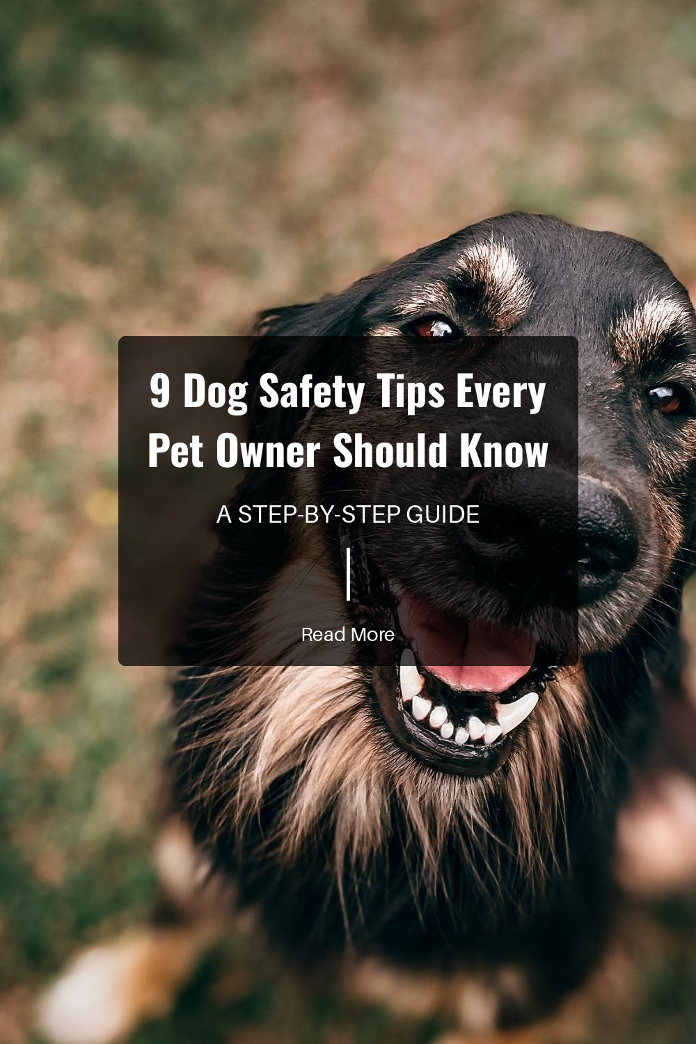 9 Dog Safety Tips Every Pet Owner Should Know | The Paw Department