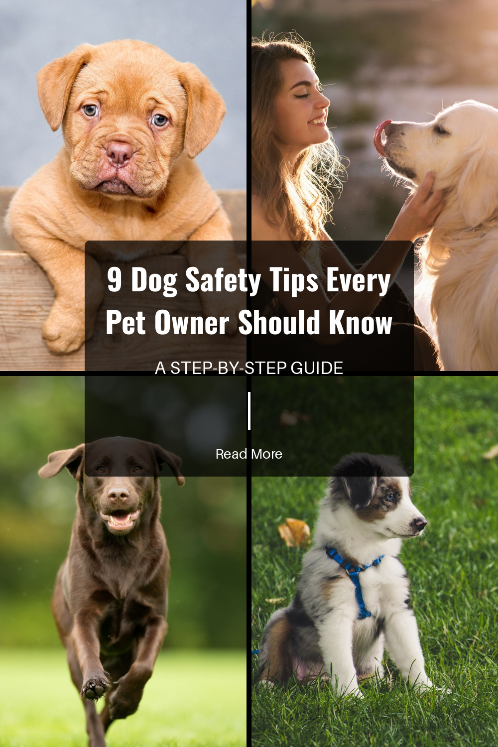 Dog-proof your home to ensure there are no hazards like electrical cords, toxic plants, or small objects that your dog can swallow. Safety gates can also help keep your pet out of unsafe areas.