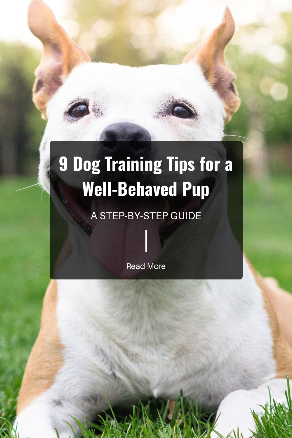 Maintain a consistent training schedule and use the same commands. Consistency helps your dog learn faster and avoids confusion.