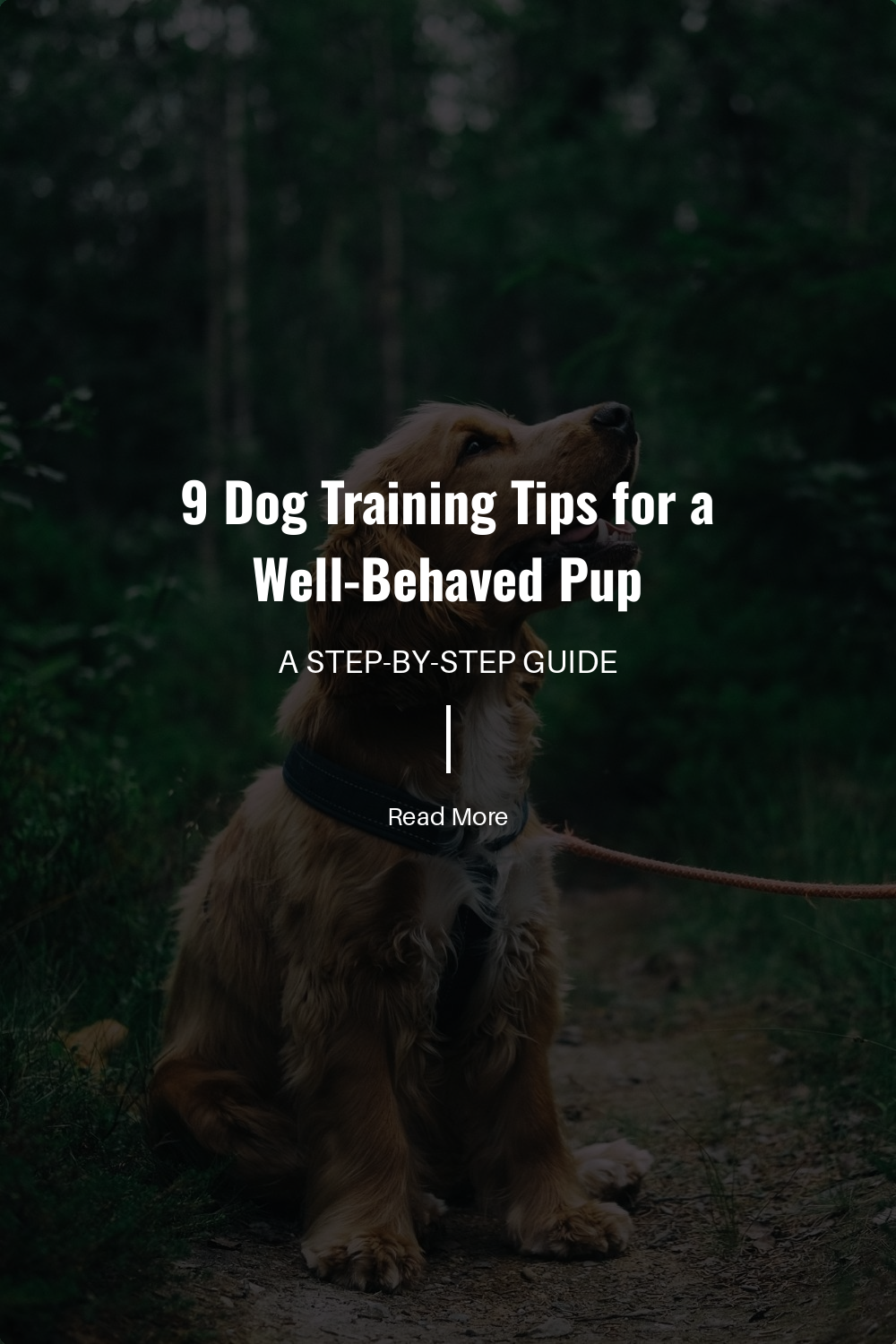 9 Dog Training Tips for a Well-Behaved Pup | The Paw Department