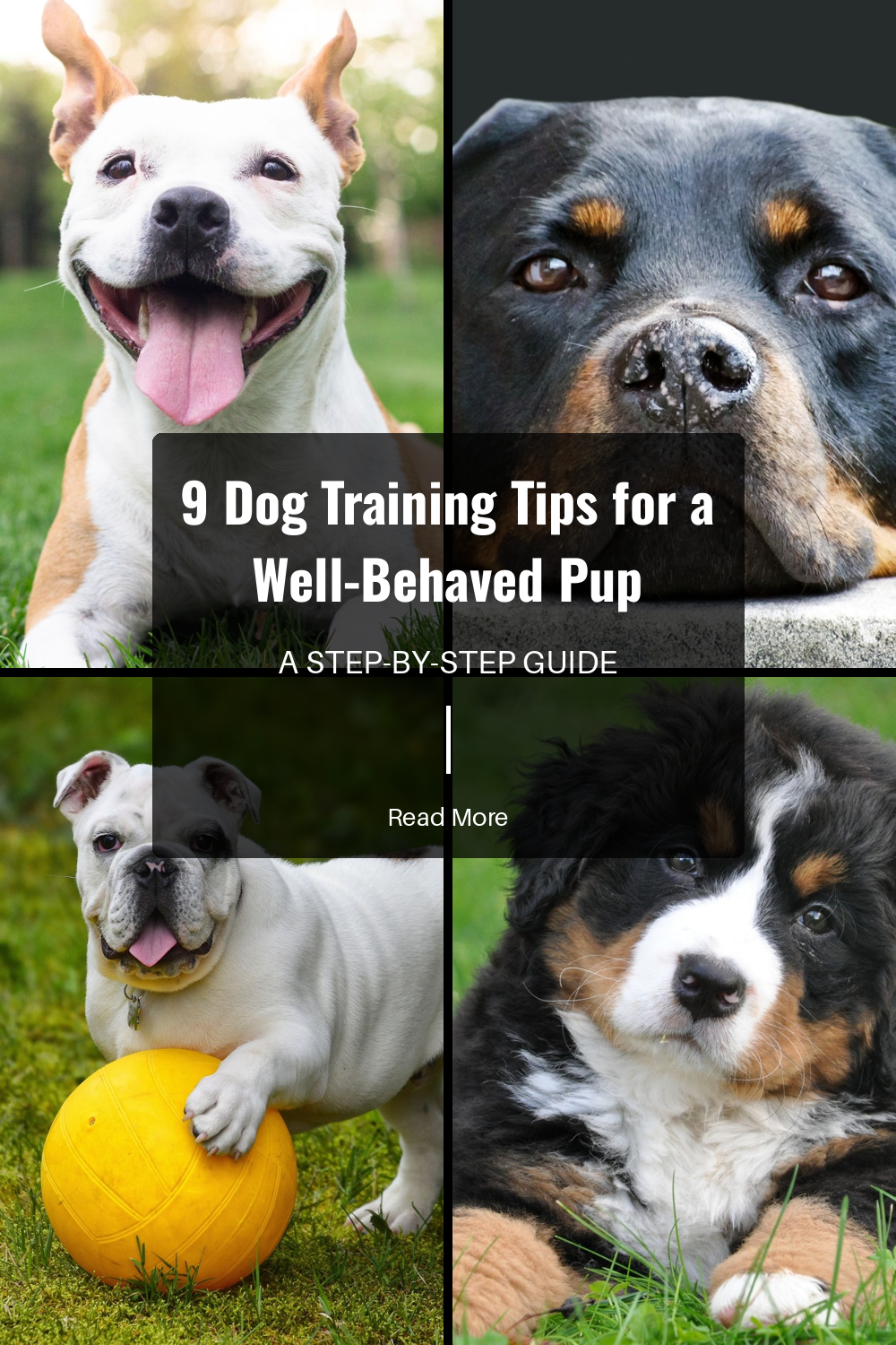 Incorporate play and activities into training sessions. Making training fun keeps both you and your dog engaged and can improve learning outcomes.