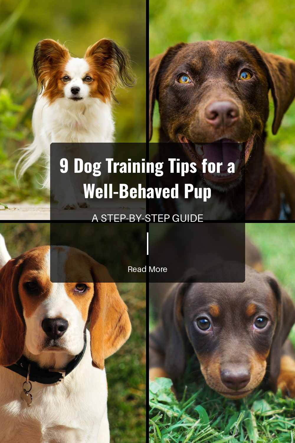 Keep training sessions short and focused. Dogs have short attention spans, and short sessions prevent boredom and frustration.