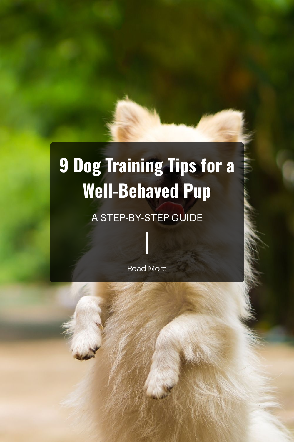 Begin training your dog as early as possible. Puppies are more receptive to learning, but older dogs can also benefit from structured training.