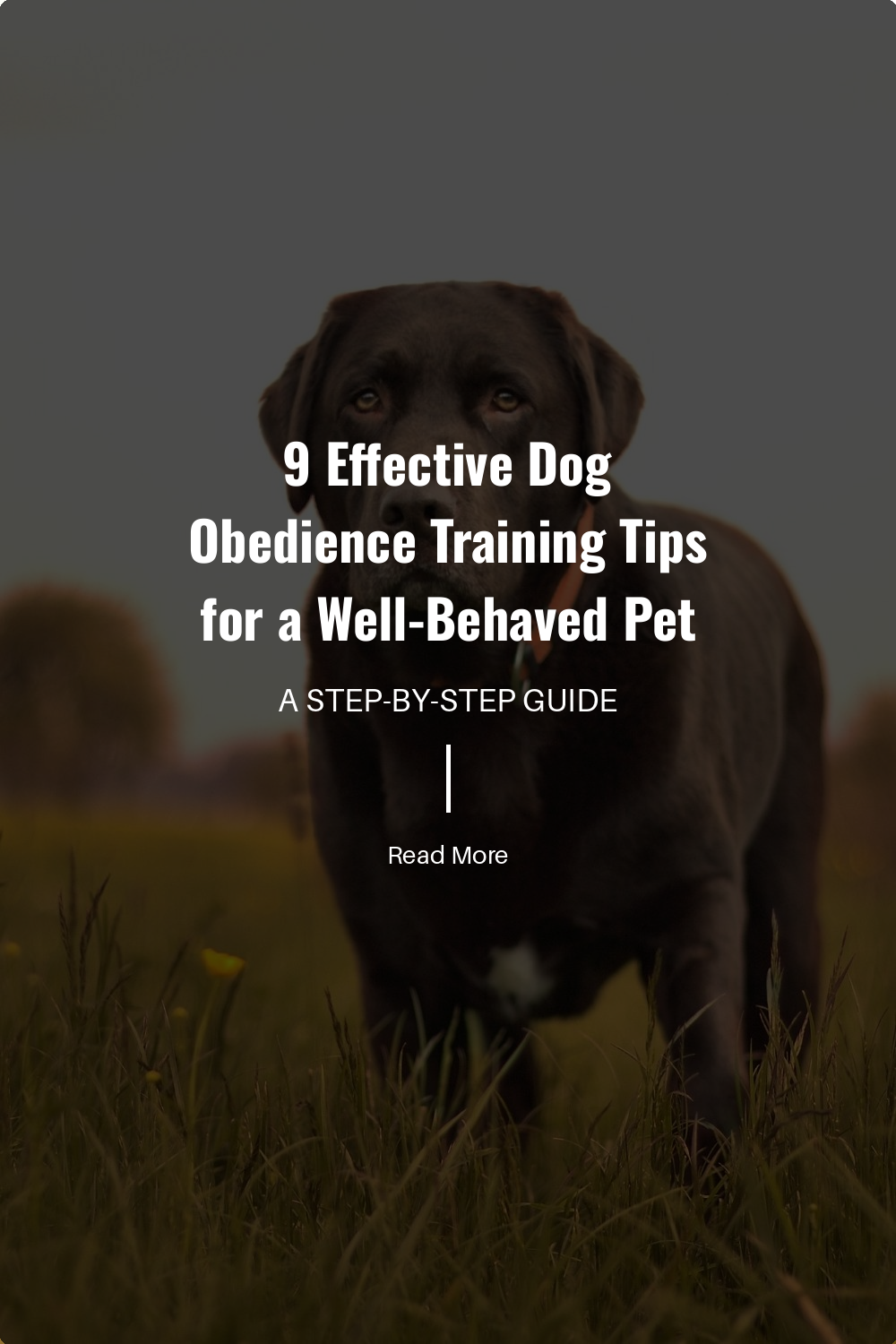 Always use the same commands and gestures for specific behaviors. Consistency helps your dog understand and remember what you are asking of them, leading to faster and more reliable responses.