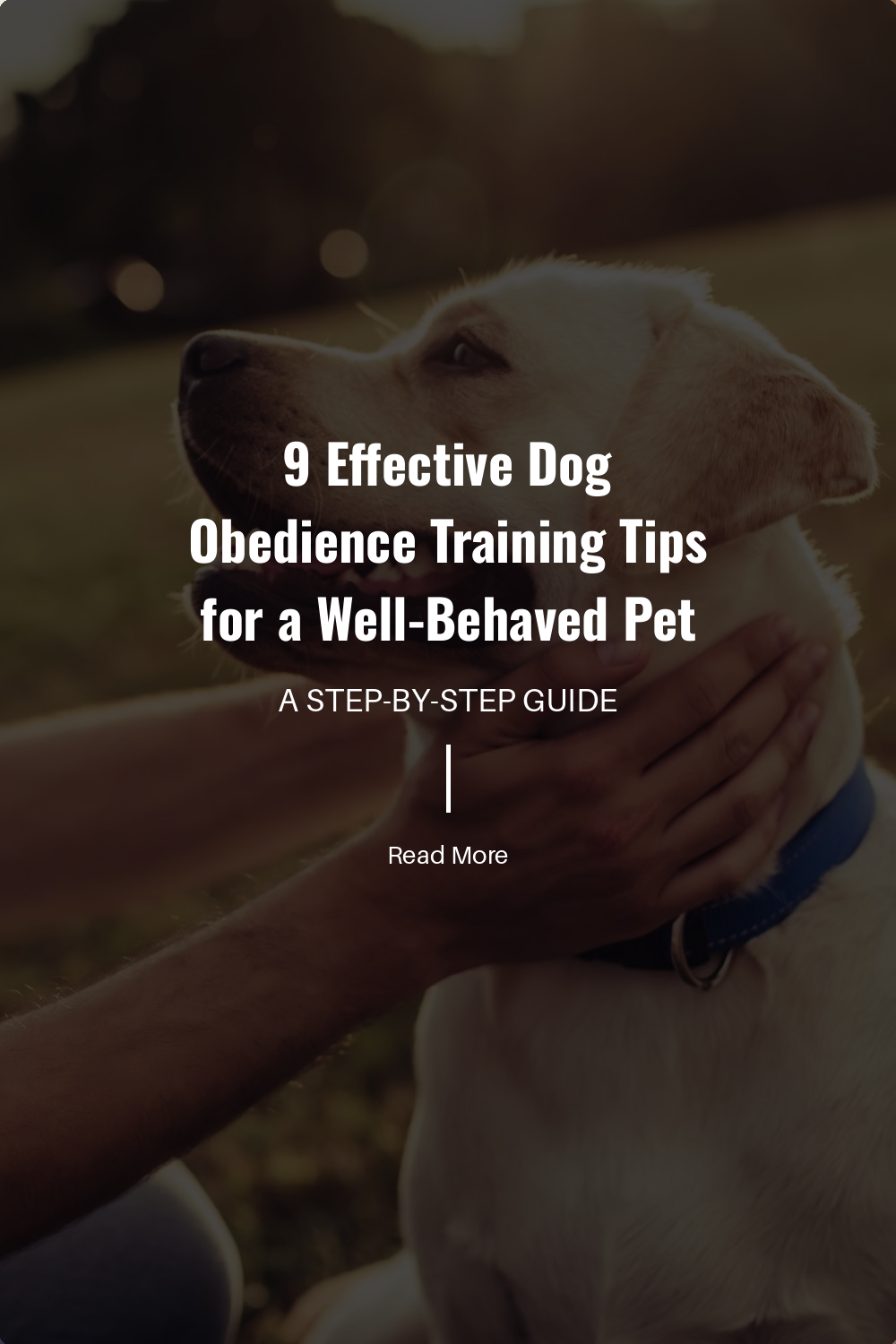 9 Effective Dog Obedience Training Tips for a Well-Behaved Pet | The Paw Department