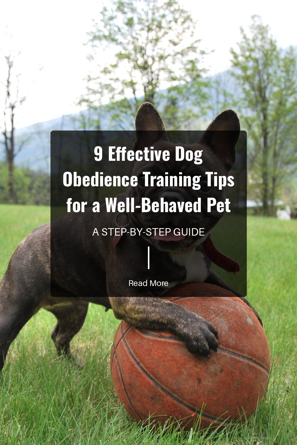 Dogs have shorter attention spans. Keep training sessions to around 10-15 minutes to maintain their focus and enthusiasm. Multiple short sessions are more effective than one long one.