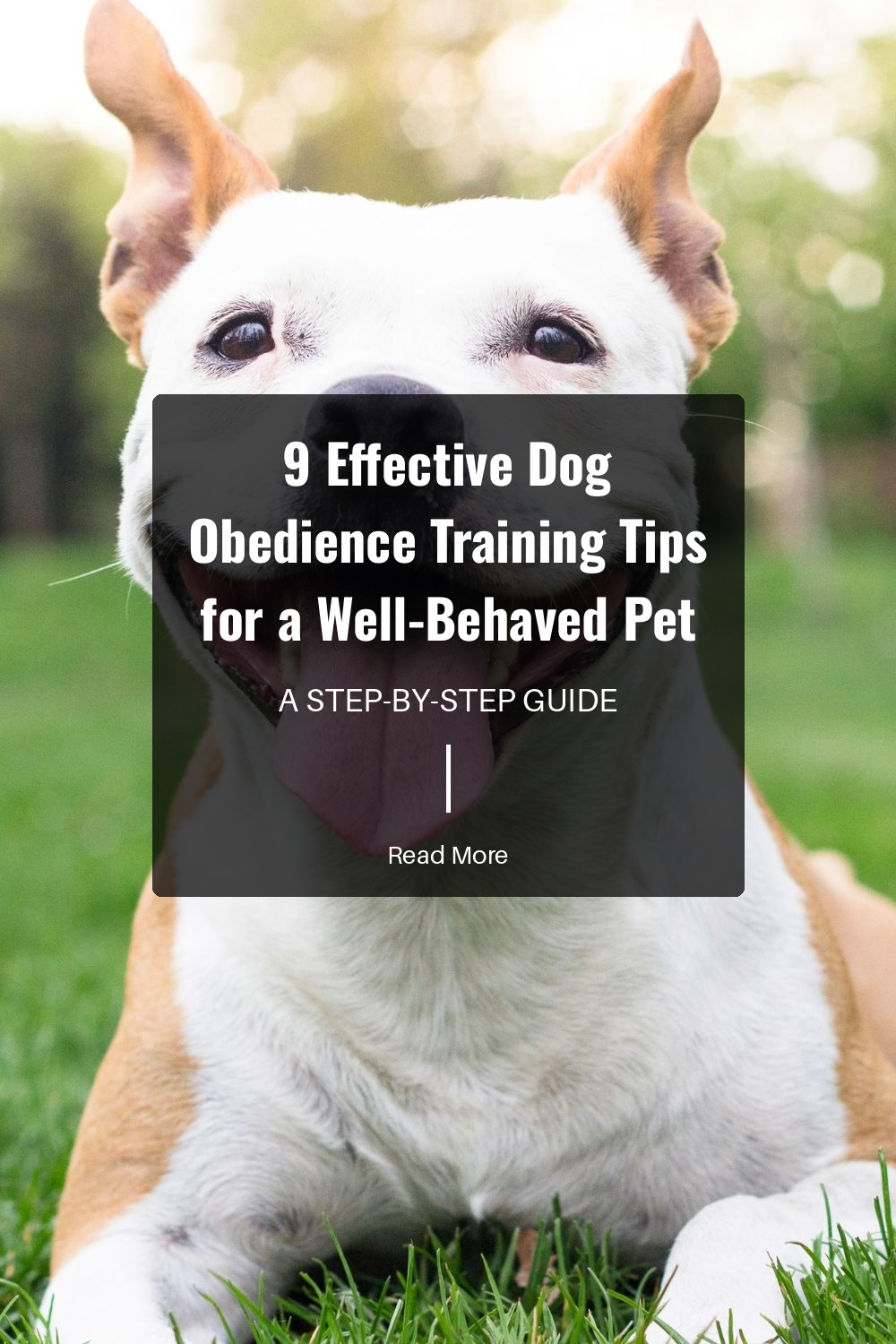 Training takes time and patience. Its important to remain calm and not get frustrated if your dog doesnt pick up on commands right away. A positive attitude encourages a positive training experience.