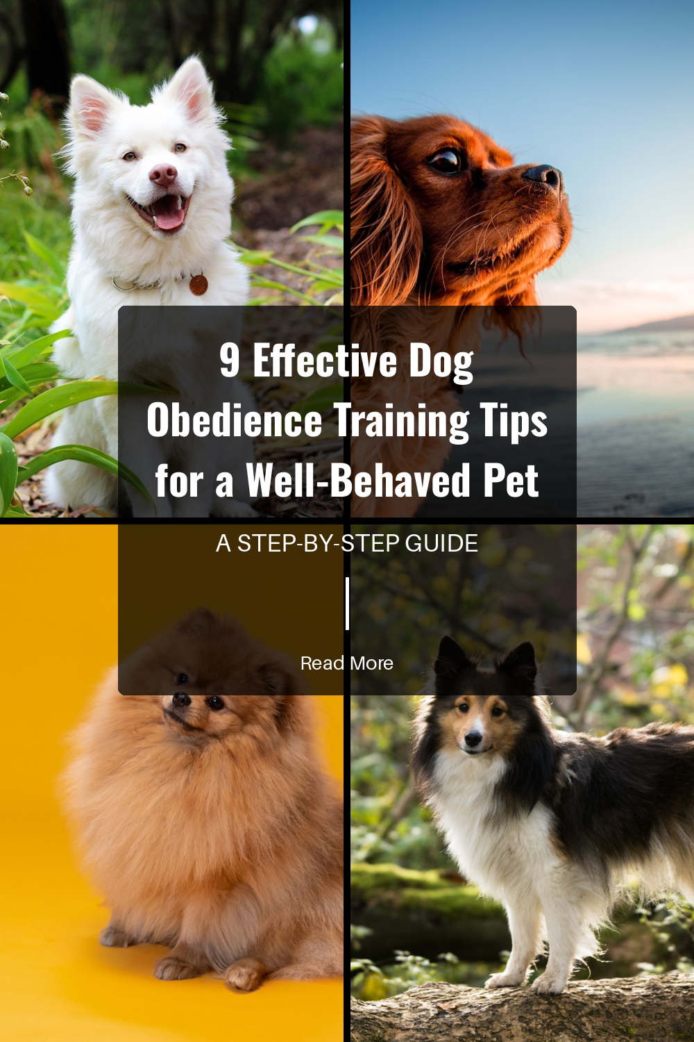 Expose your dog to different environments, people, and other animals. Proper socialization prevents anxiety and helps your dog behave appropriately in various situations. This is crucial for a well-rounded pet.