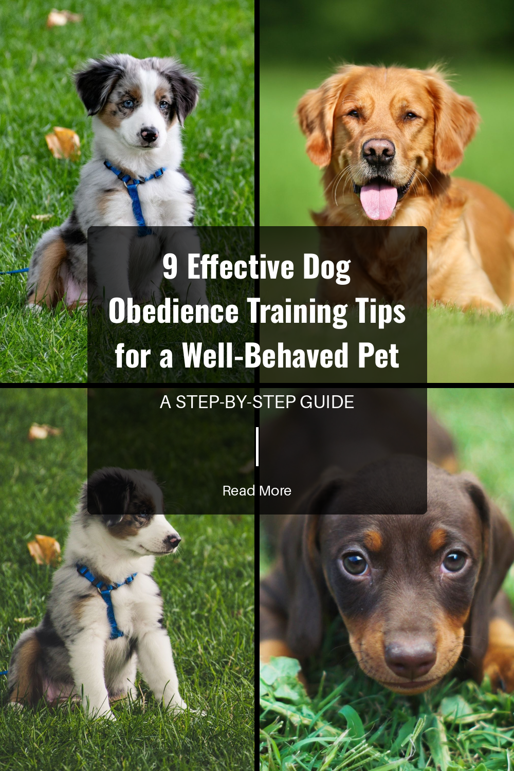 Positive reinforcement involves rewarding your dog for good behavior. This approach builds trust and encourages your dog to repeat the desired behaviors, making training effective and enjoyable for both you and your pet.