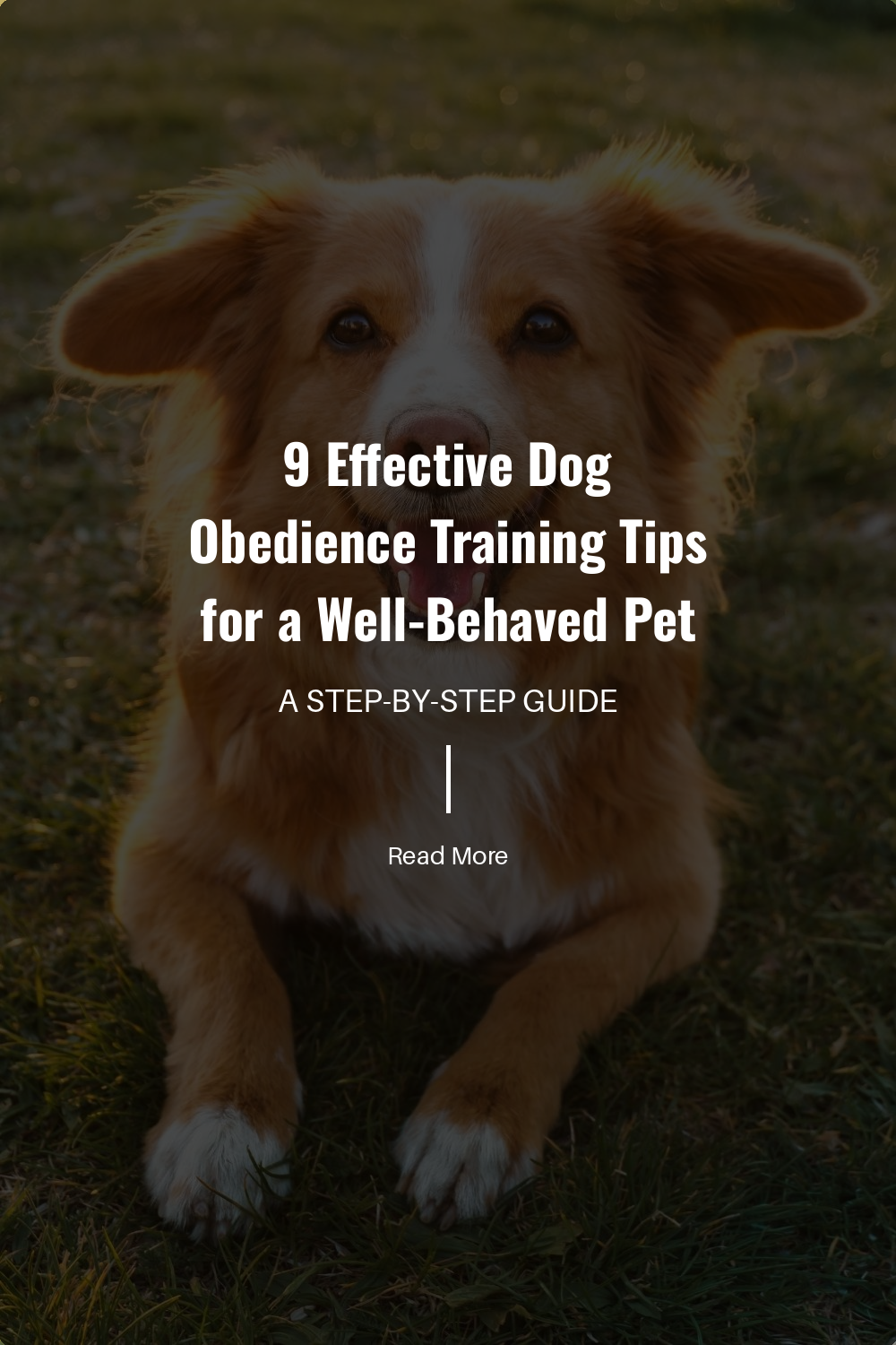 Pay attention to your dogs body language. Signs like wagging tails or relaxed ears often indicate that your dog is responsive and ready to learn. Misreading body language can lead to misunderstandings.