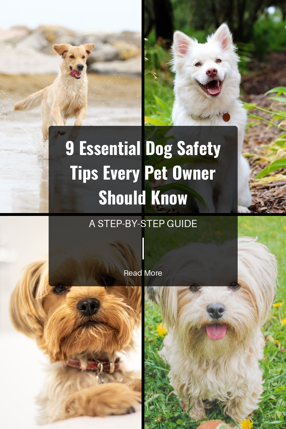 9 Essential Dog Safety Tips Every Pet Owner Should Know | The Paw Department