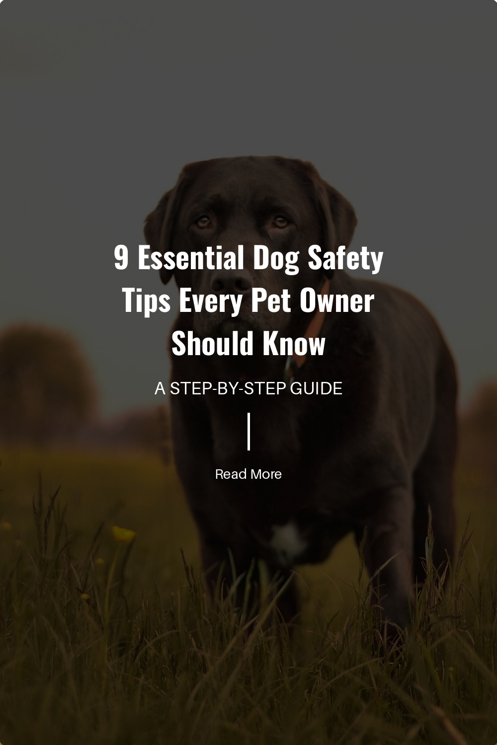 Proper training and socialization make your dog safer around people and other animals. It reduces the risk of aggressive behavior and accidents.