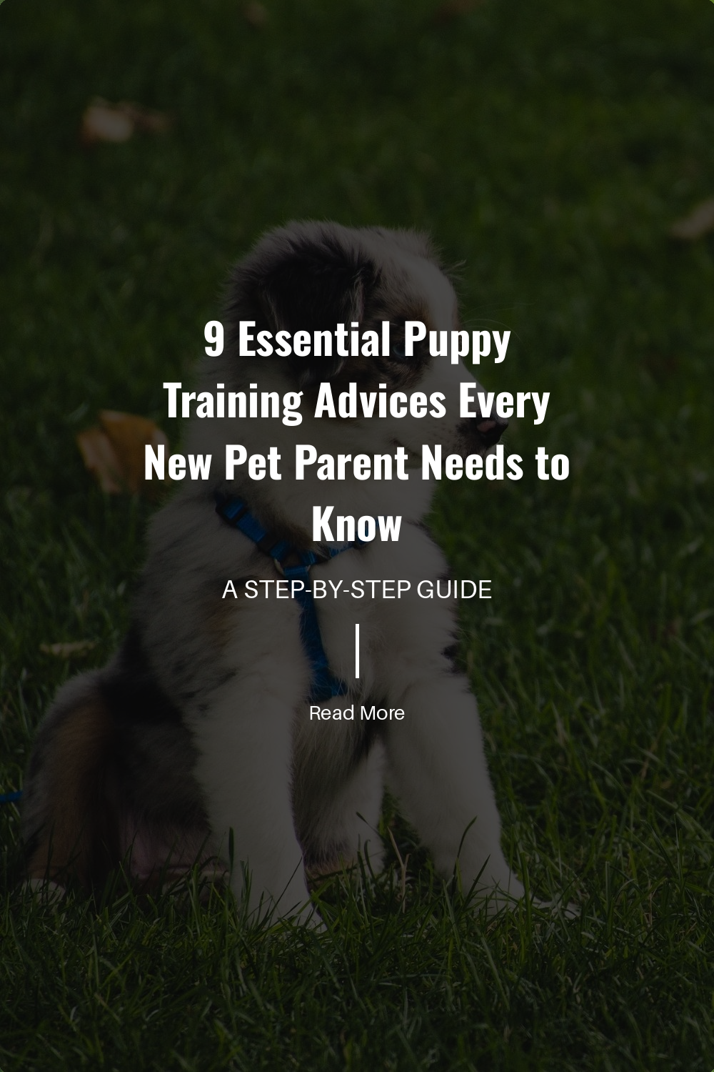 9 Essential Puppy Training Advices Every New Pet Parent Needs to Know | The Paw Department