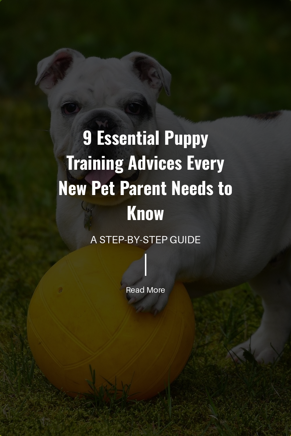 Training takes time and puppies make mistakes. Patience and persistence are vital in helping your puppy learn and grow, ensuring a positive training experience for both of you.