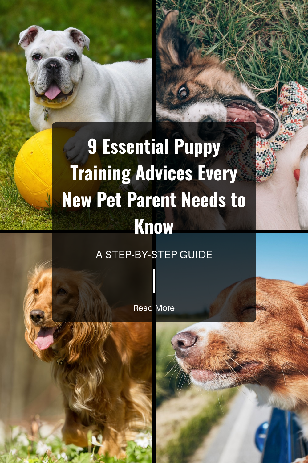 Expose your puppy to different environments, people, and other animals. Early socialization helps in reducing fear and aggression, promoting a well-rounded and confident adult dog.