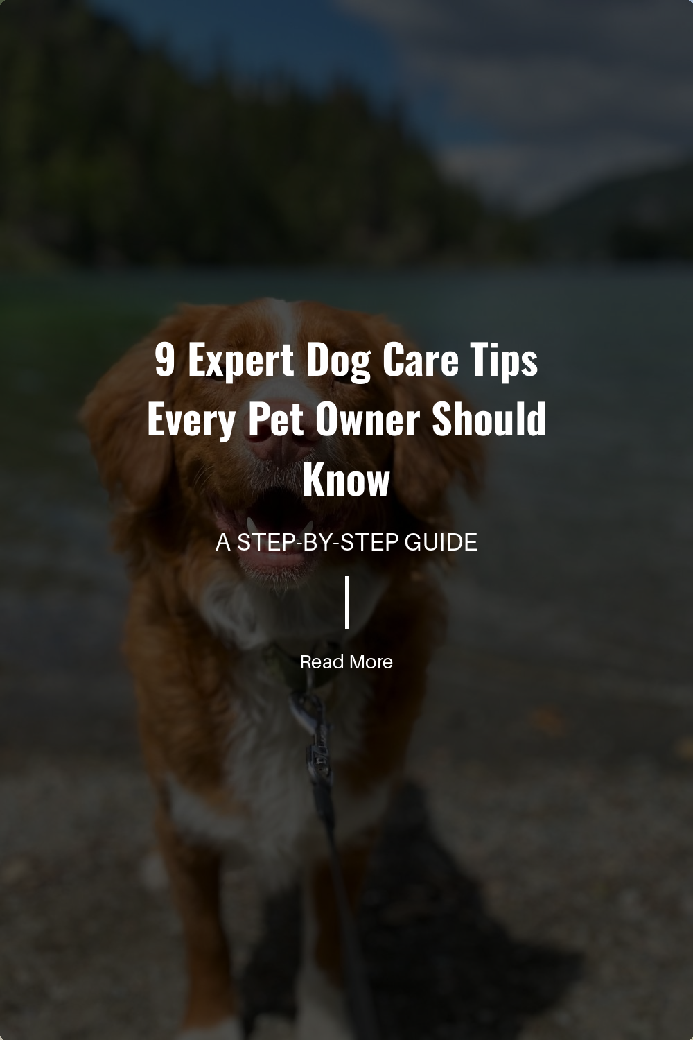 9 Expert Dog Care Tips Every Pet Owner Should Know | The Paw Department