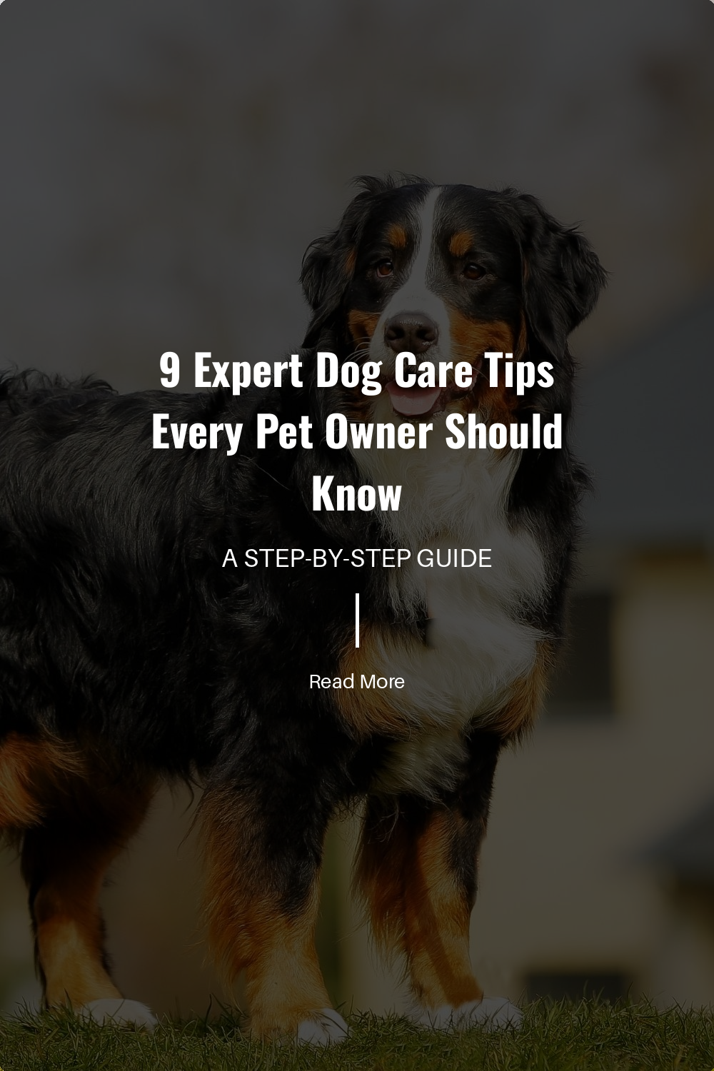 Expose your dog to different environments, people, and other animals. Socialization helps develop a well-adjusted and confident pet, reducing fear and aggression.