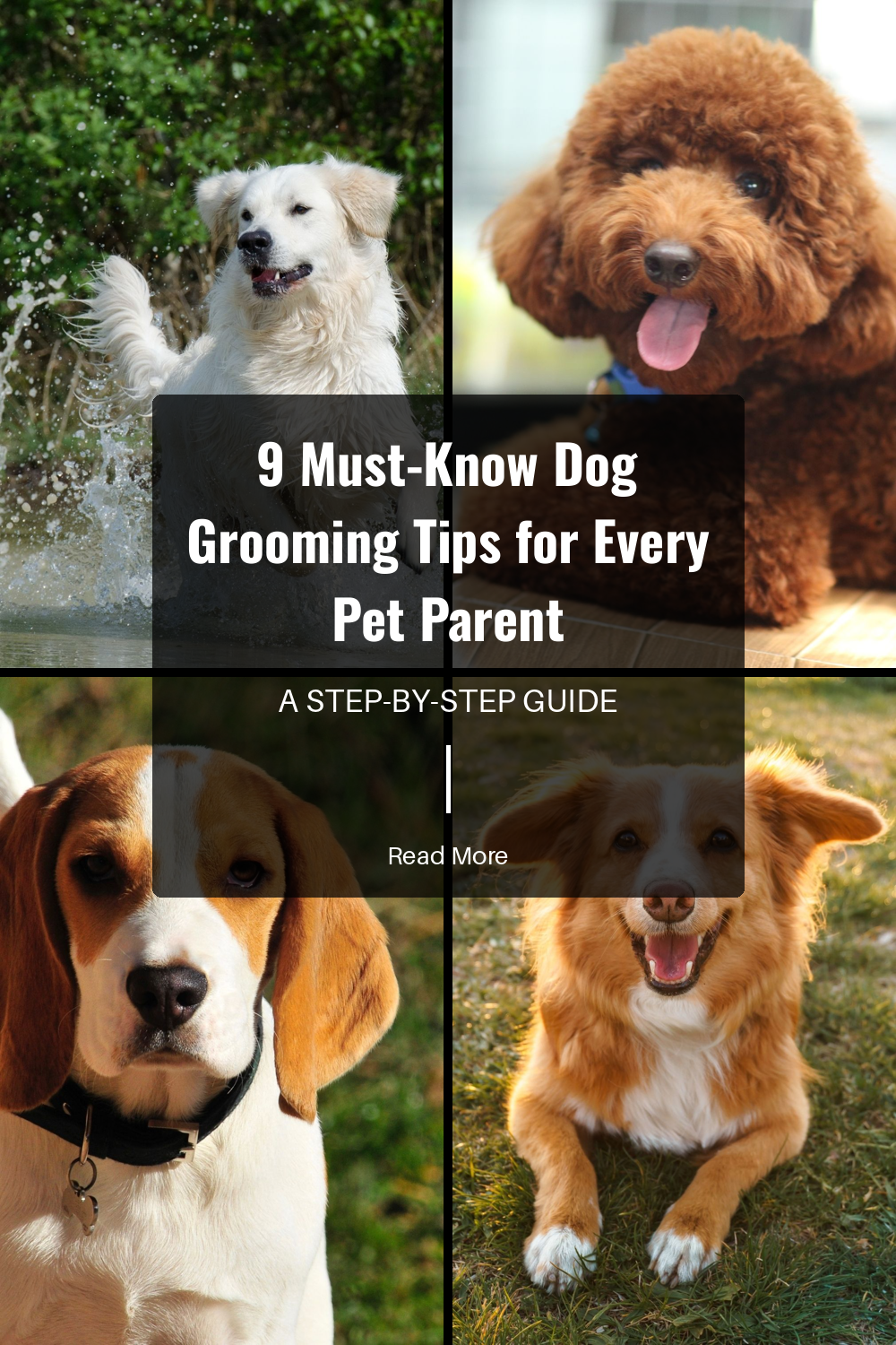 Trim your dog’s coat as needed, especially around the eyes, ears, and paws. Proper trimming keeps your dog comfortable and avoids tangles and mats.