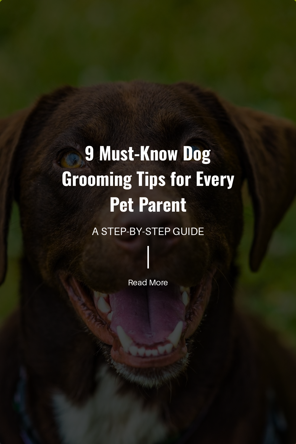 9 Must-Know Dog Grooming Tips for Every Pet Parent | The Paw Department