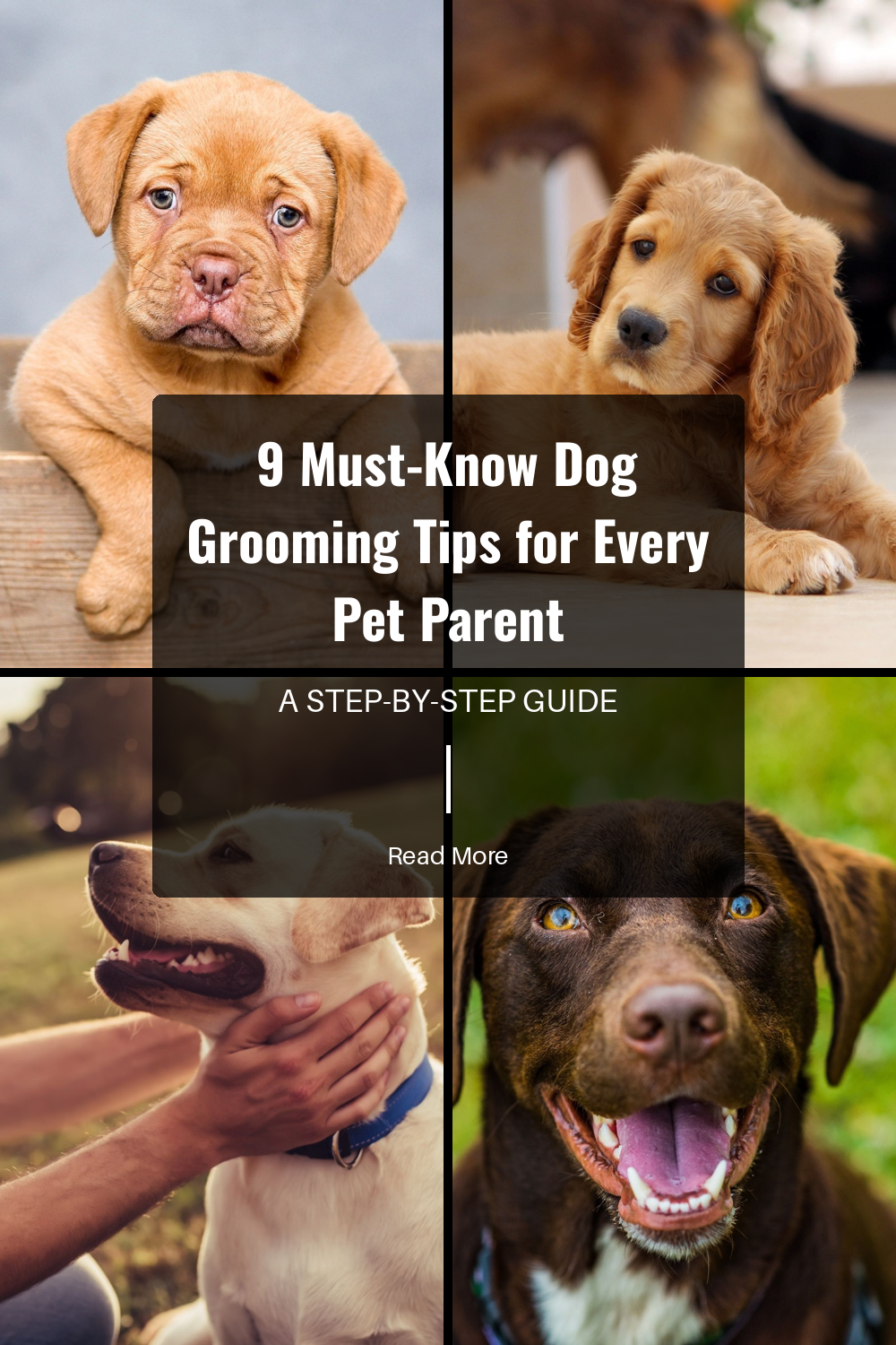 Trim your dog’s nails regularly to prevent overgrowth and splitting. Longer nails can cause discomfort and affect your dog’s ability to walk properly.